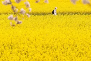 Regulacja rzepaku wiosną